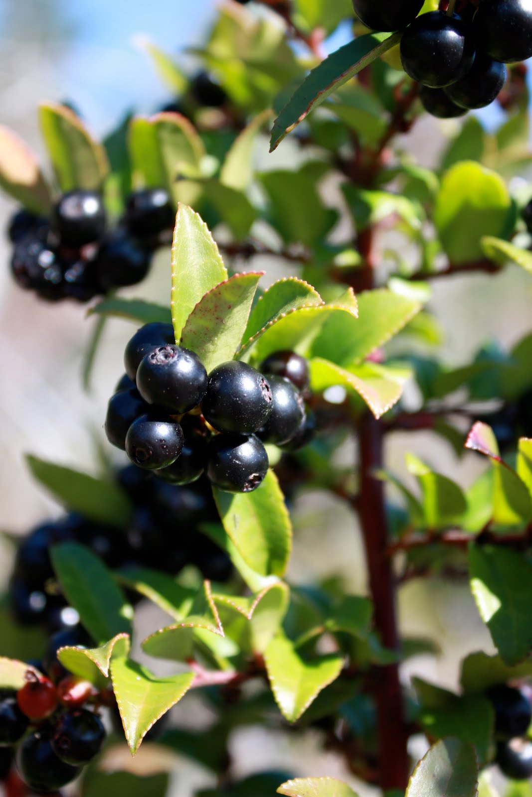 WoodlandBonsai Evergreen Huckleberry