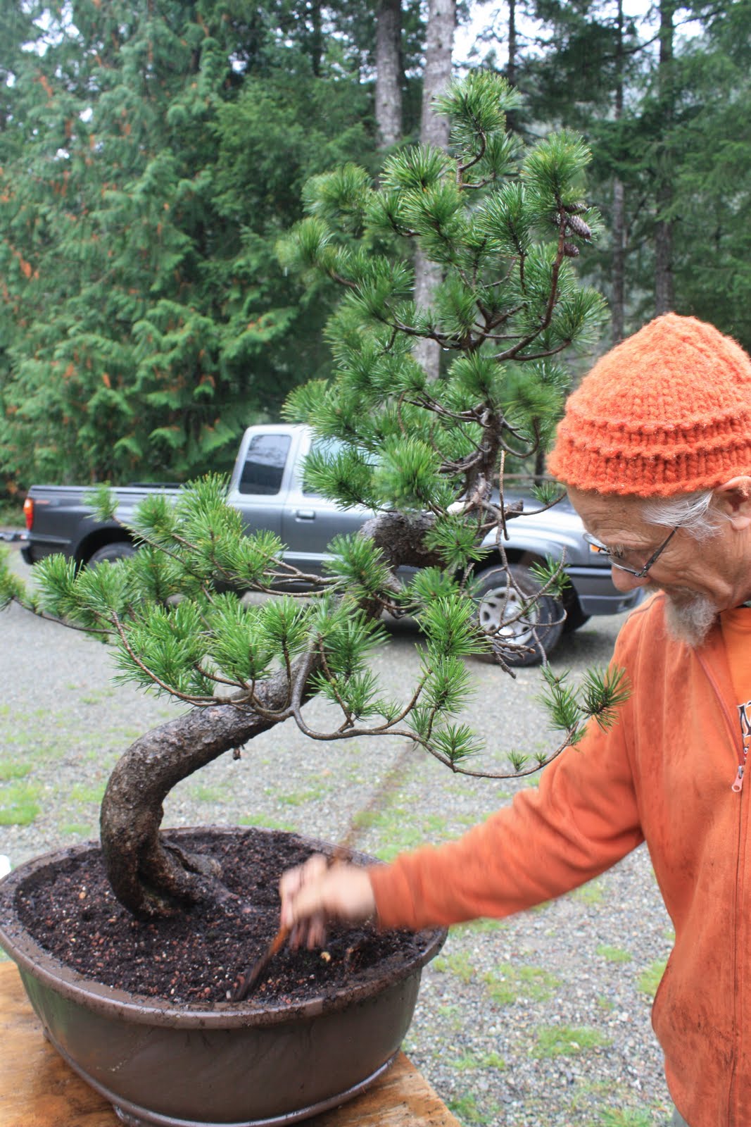 WoodlandBonsai New collected Lodgepole Pine (Pinus Latifolia)