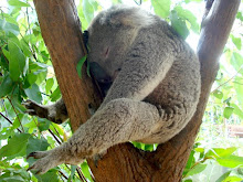 Sally's koala