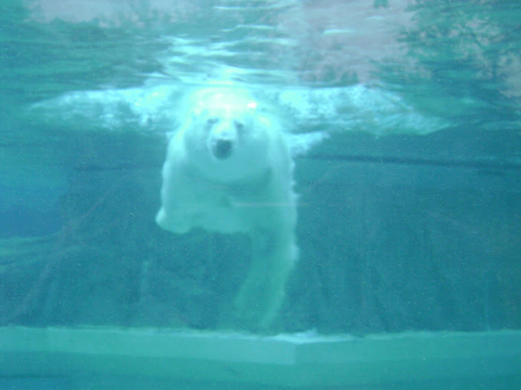 polar bear