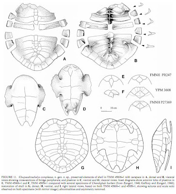 superoceras-i-turtles-even-the-goat-sucking-ones