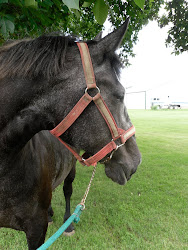 The prettiest mare in the whole world