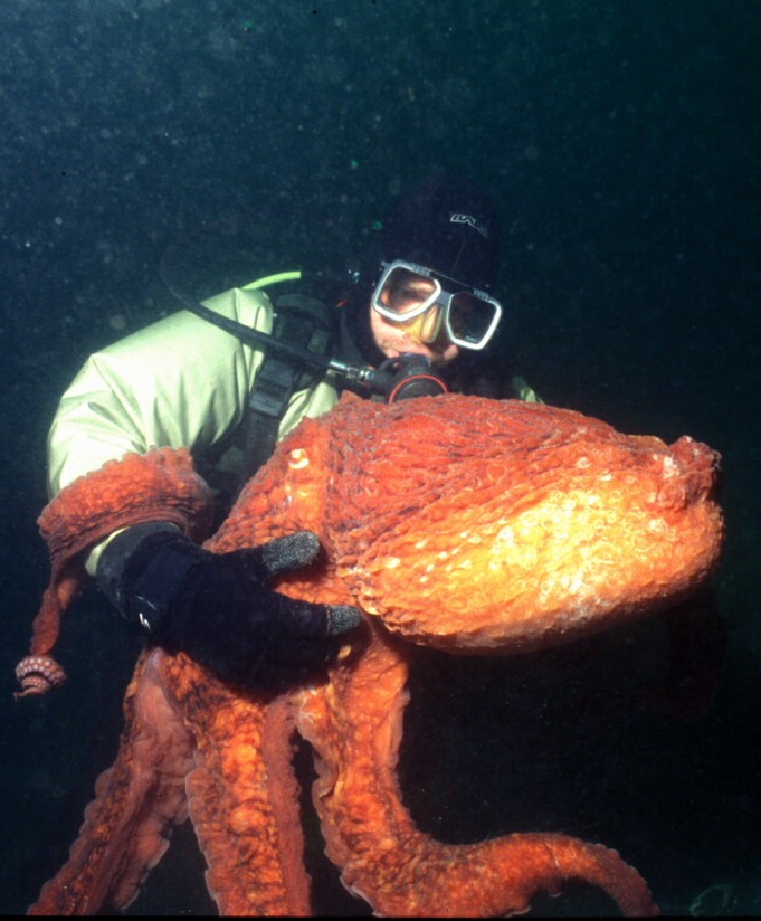 The Nonpopulist This Octopus Says 'Yoink' to Diver's Camera