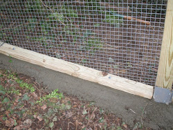 fence digging under chicken animals concrete