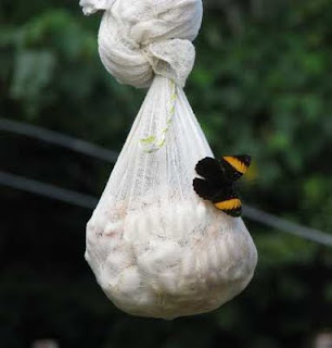 bag of fermenting cacao beans with butterfly bag of fermenting cacao beans with butterfly