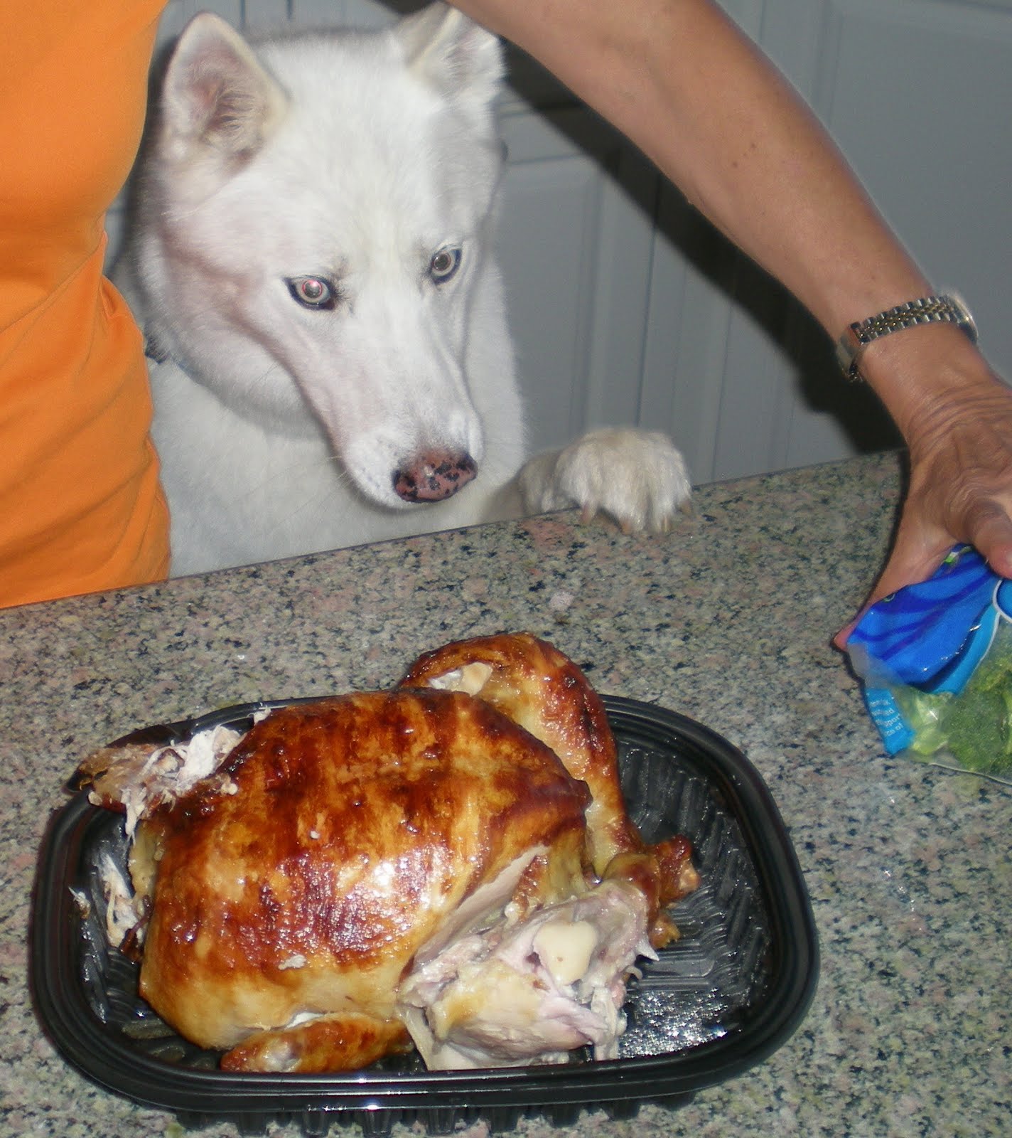 Dangerous Foods Not To Feed Pets Holistic Vet and Pet Nutrition Journal