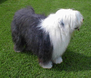 Best Animal Picture: Old English Sheepdog Picture