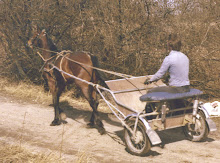 Colt in the front of cart