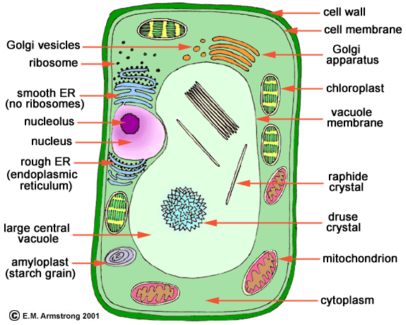 Cell-a basic unit of life