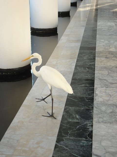 Fauna en el Hotel 1