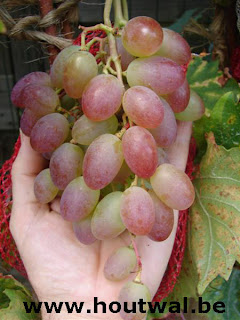 vitis_katharina19092009+026+(4)+(Medium).jpg