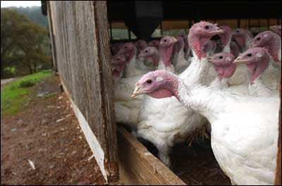 Willie Bird Farms turkeys, photo by Justin Sullivan, Getty Images
