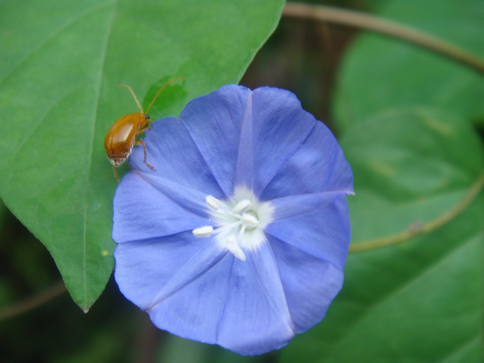 Terra farmer Blooming Friday/Sky blue Cluster Vine