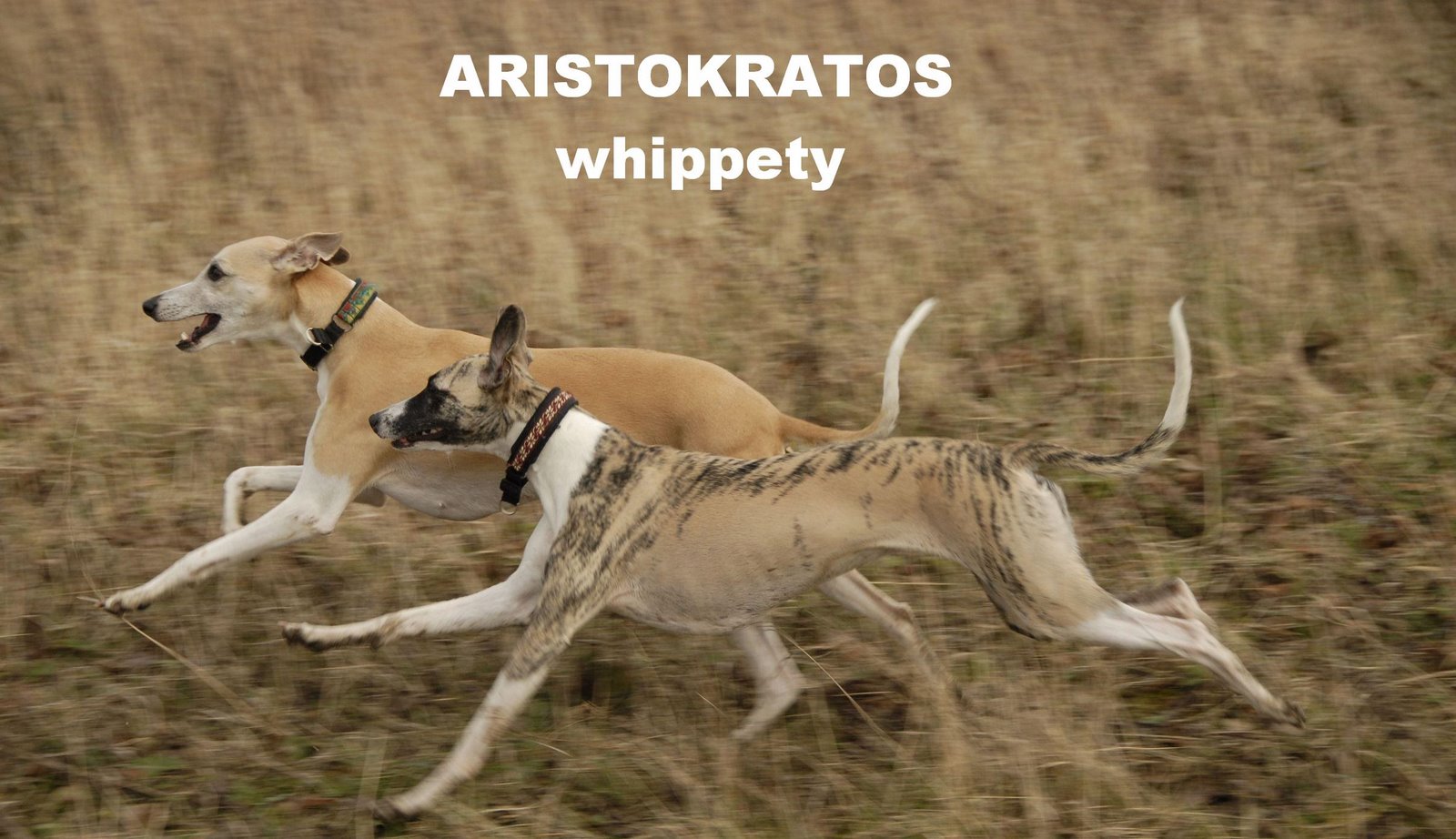 Whippety Aristokratos