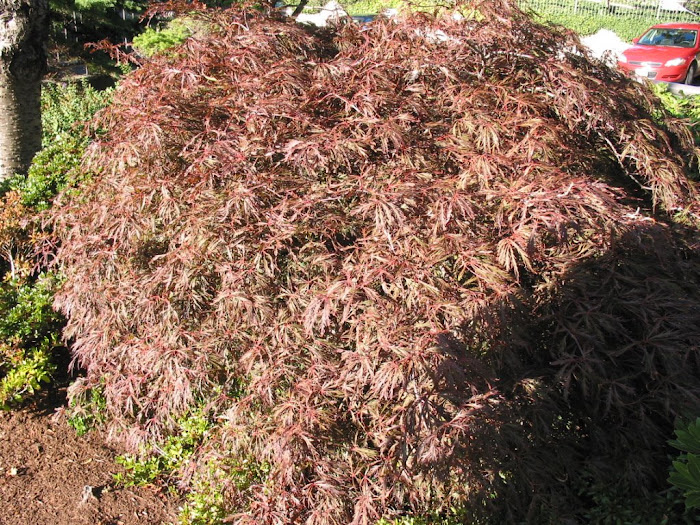 Acer Palmatum