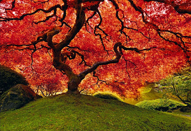 The Tree of Life by Peter Lik
