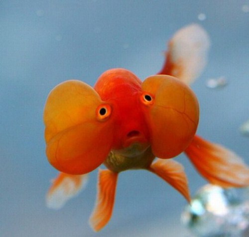 goldfish eggs hatching. Can your gold fish this Watch