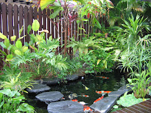 My Second Pond