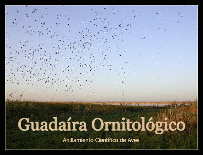 Guadaíra Ornitológico