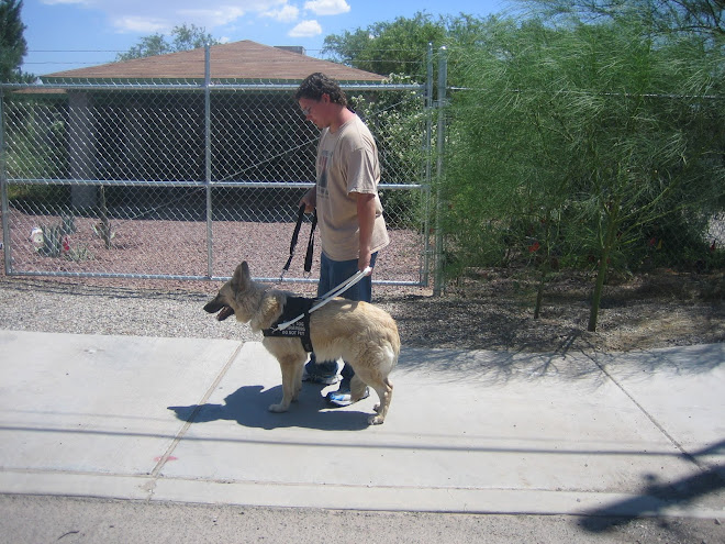 Nick working Shaman in training harness