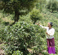တအာင္းအဖြားလက္ဖက္ခူးေနပုံ