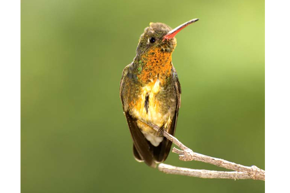 Amaranta Casa de Colibríes: Observatorio