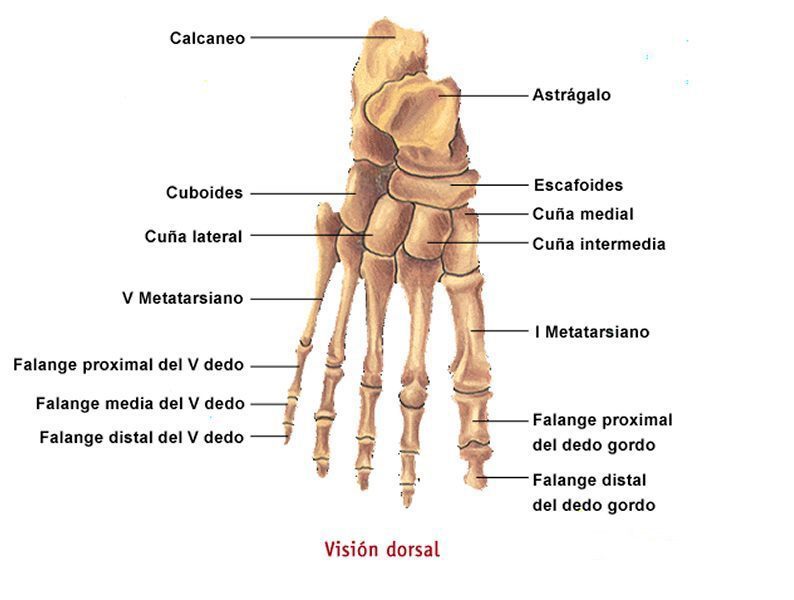 La armonia de tu salud y belleza Huesos del Pie La armonia de tu salud y belleza Huesos del Pie