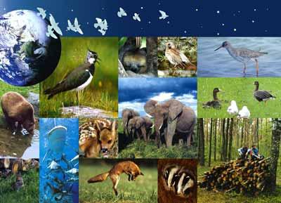 [biodiversidade6.jpg]