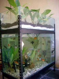 [cara+agar+air+aquarium+tetap+jernih.jpg]