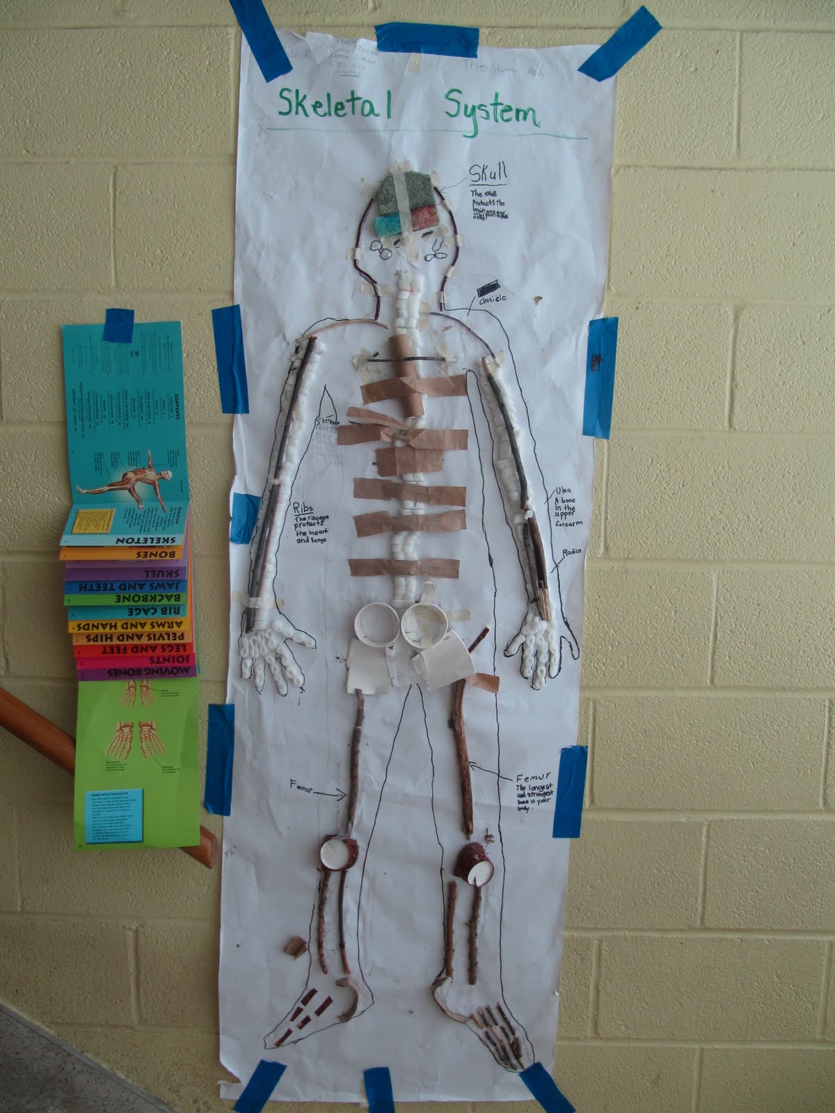Room 23 Absolutely: The Human Body Studies and Culminating Task!