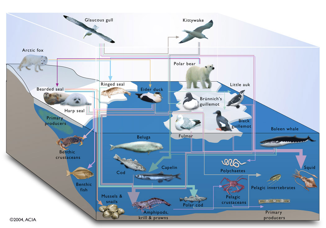 Food Chain Of The Ocean