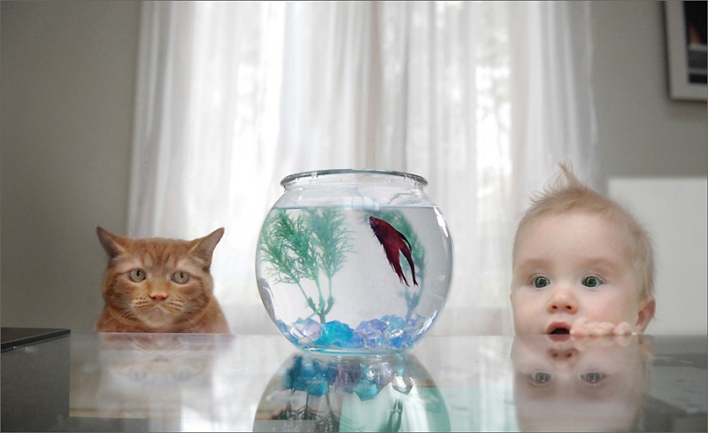 [fighting+fish,+cat+boy.jpg]