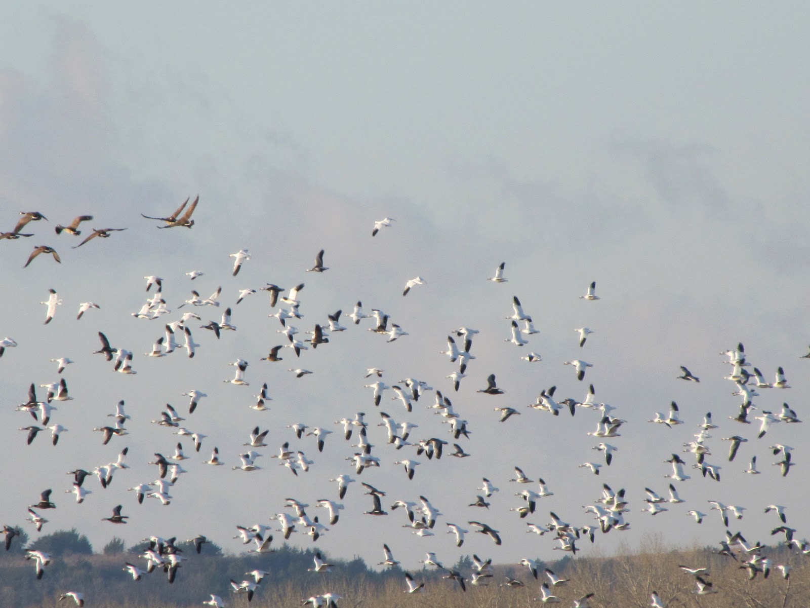 Best Discovering Love Kansas Great for Viewing Migrating Geese