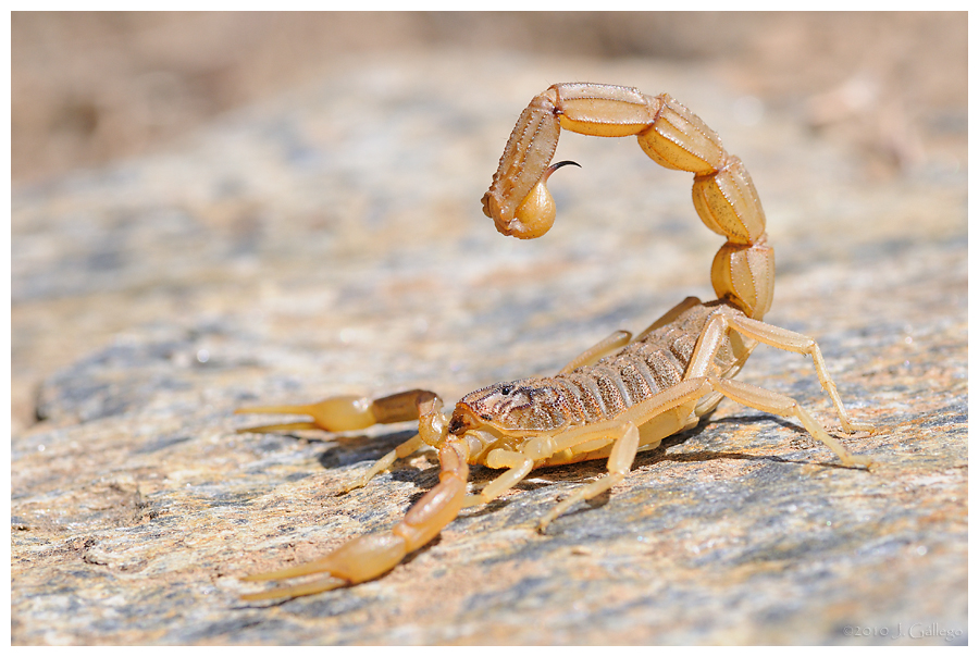 Macroinstantes Buthus Montanus El Escorpion De Sierra Nevada Descubre lo que asterio pacheco arriaga alacran12 (aalacran12) encontró en pinterest, la colección de ideas más grande del mundo. macroinstantes buthus montanus el