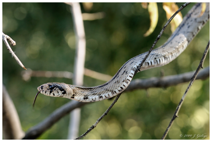 ユカタンヘビ - ヒナヘビ (Coluber mentovarius)