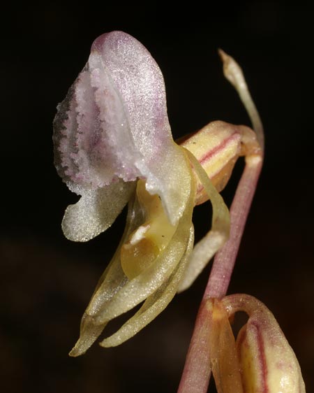 [Epipogon-aphyllum3.jpg]