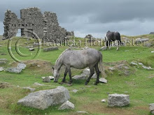 Horses on the moors