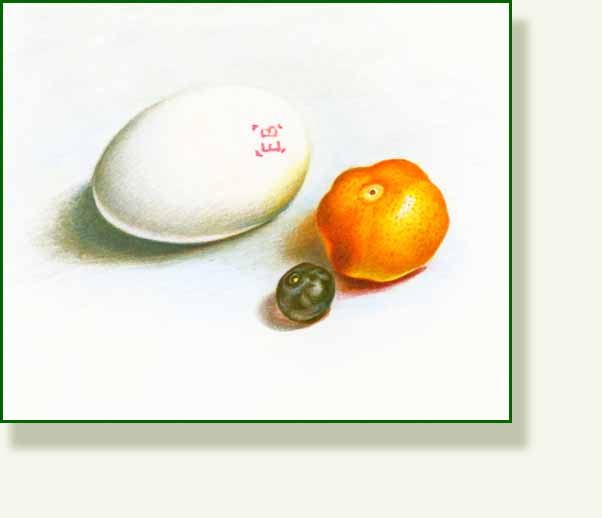 [easter+orange.jpg]