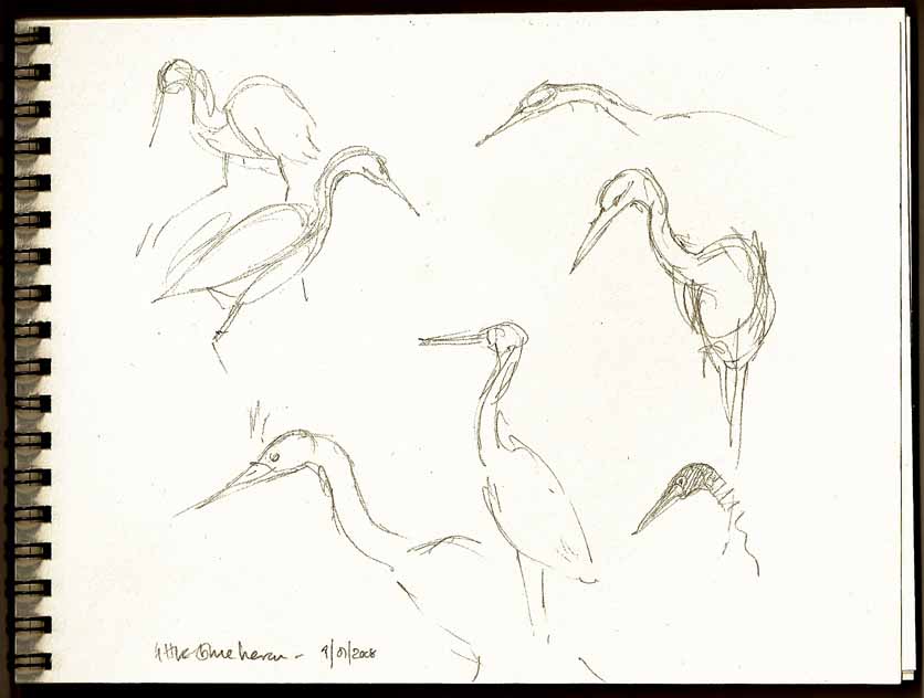 [little+blue+heron1.jpg]