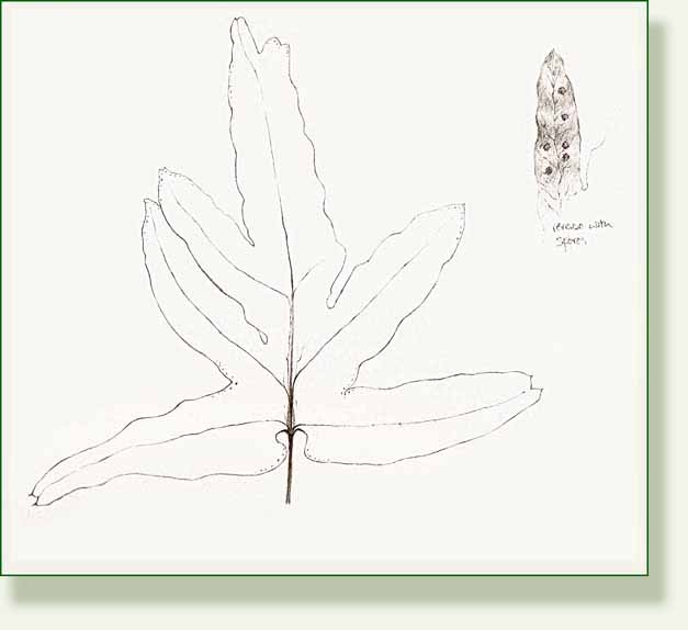 [fern1.jpg]
