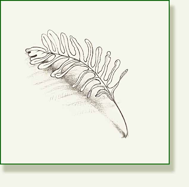 [little+fern+2.jpg]
