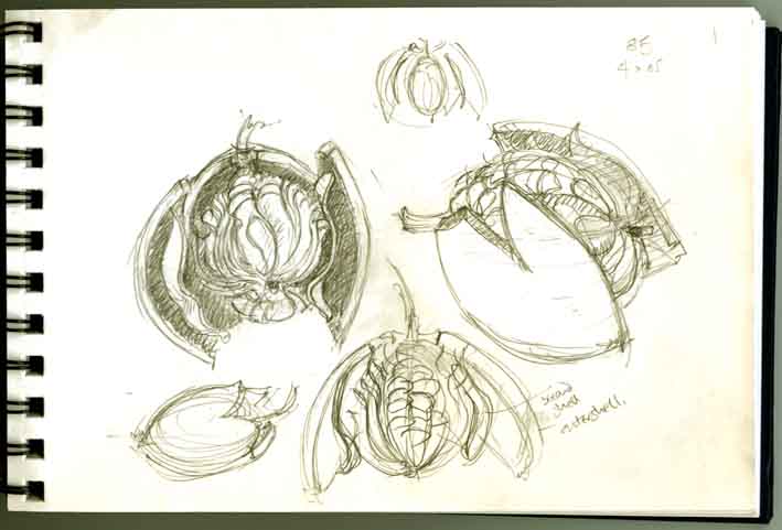 [magogany+sketch.jpg]