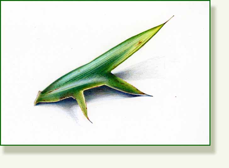 [horridus.jpg]