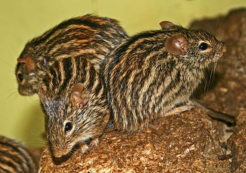 [striped+grass+mouse.jpg]