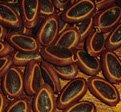 [seeds+.jpg]