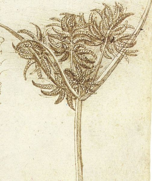 [leonardo+sedge.jpg]