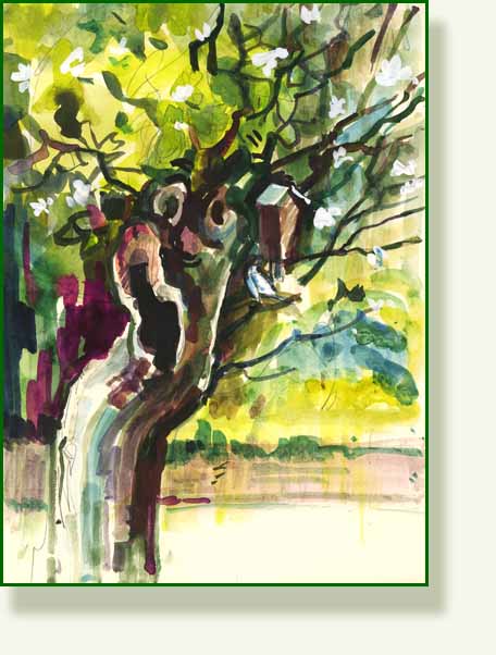 [apple+tree.jpg]