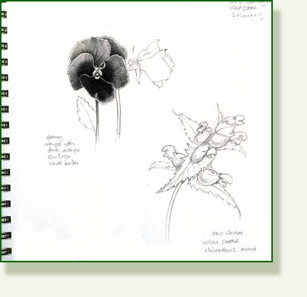 [pansy+sketch+two.jpg]
