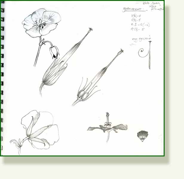 [geranium+sketch.jpg]