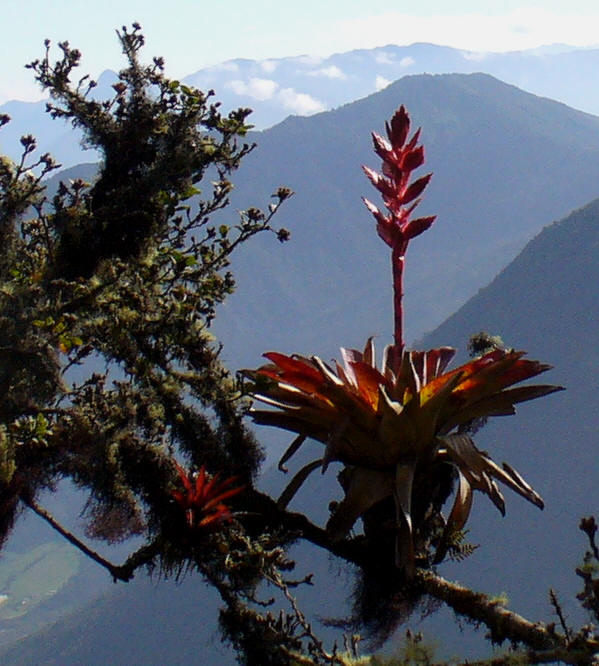 [bromeliad-general1.jpg]